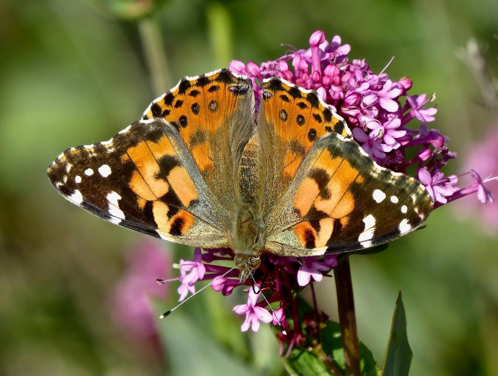 Painted Lady — Friends of the Regional Parks Botanic Garden